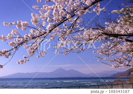福島県郡山市湖南町浜路　湖岸の満開のソメイヨシノ桜並木と猪苗代湖越しの磐梯山 108343187