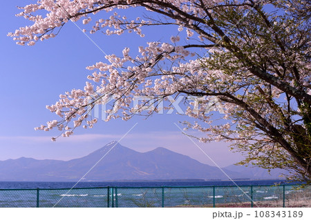 福島県郡山市湖南町浜路 湖岸の満開のソメイヨシノ桜並木と猪苗代湖越しの磐梯山 福島県郡山市湖南町浜路 湖岸の満開のソメイヨシノ桜並木と猪苗代湖越しの磐梯山 108343189