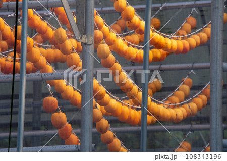 岡山県矢掛町小田 山ノ上地区の干し柿 岡山県矢掛町小田 山ノ上地区の干し柿 108343196