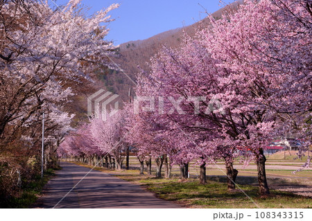 福島県郡山市湖南町浜路 猪苗代湖岸道路沿いの満開の桜並木の写真素材 [108343315] - PIXTA