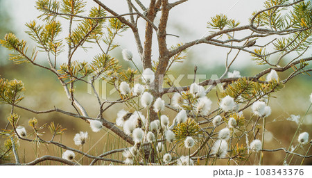 Close-up View on White Fluffy Flowers Eriophorum Angustifolium K 108343376