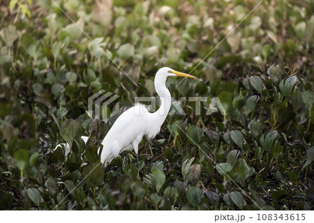 Great White Egret in wetland environment,Pantanal , Mato Grosso, Brazil. Great White Egret in wetland environment,Pantanal , Mato Grosso, Brazil. 108343615