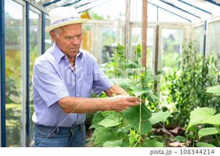 Elderly man harvests cucumbers in a sunny greenhouse 108344214