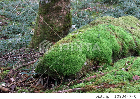 丸笹山 苔生す (徳島県 花の百名山) 丸笹山 苔生す (徳島県 花の百名山) 108344740