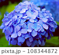 青い紫陽花 108344872