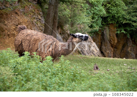 Alpaca in the middle of a meadow, with trees Alpaca in the middle of a meadow, with trees 108345022