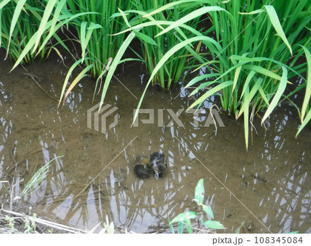 水田のジャンボタニシ（スクミリンゴガイ） 108345084