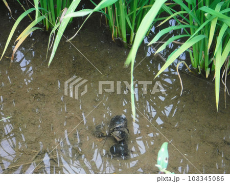 水田のジャンボタニシ（スクミリンゴガイ） 108345086