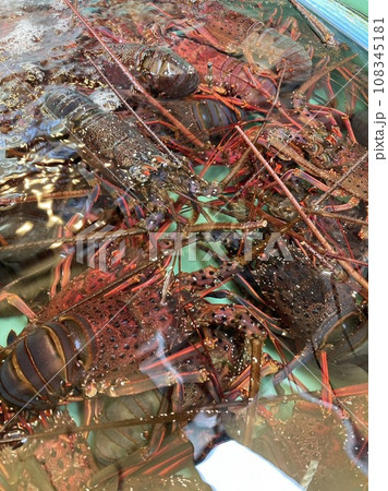 市場で売られている海老 市場で売られている海老 108345181