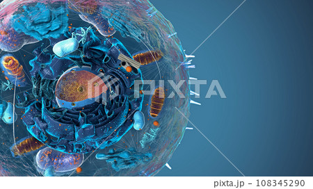 Subunits inside eukaryotic cell, nucleus and organelles and plasma membrane - 3d illustration 108345290