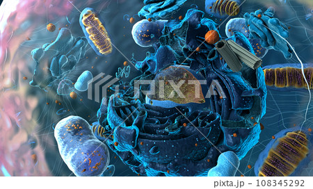 Subunits inside eukaryotic cell, nucleus and organelles and plasma membrane - 3d illustration Subunits inside eukaryotic cell, nucleus and organelles and plasma membrane - 3d illustration 108345292