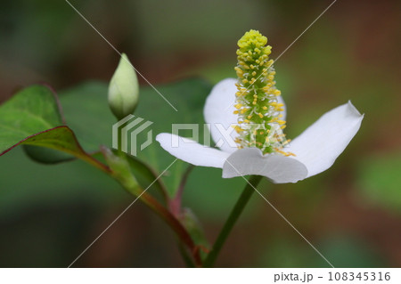 ドクダミの花のアップ ドクダミの花のアップ 108345316