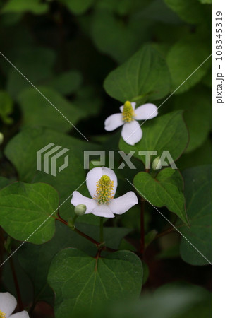 ドクダミの花 108345319