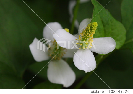 ドクダミの花 108345320