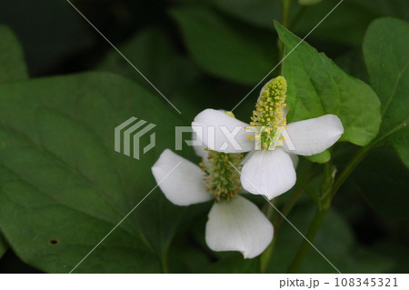 ドクダミの花 108345321