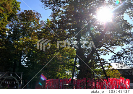 埼玉県秩父市今宮神社の御神木 108345437