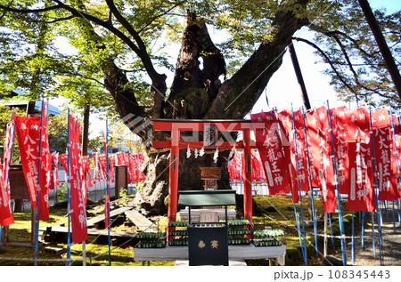 埼玉県秩父市今宮神社の御神木 埼玉県秩父市今宮神社の御神木 108345443