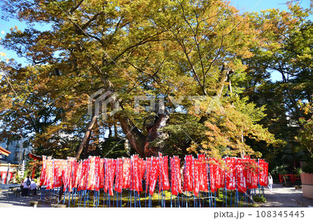 埼玉県秩父市今宮神社の御神木 埼玉県秩父市今宮神社の御神木 108345445