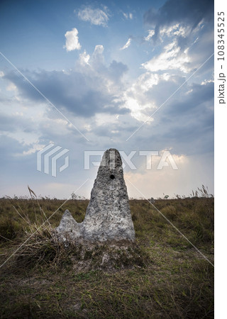 Termite mounds in Pantanal countyside environment,, Transpantaneira Route, Pantanal, Mato grosso.Brazil. Termite mounds in Pantanal countyside environment,, Transpantaneira Route, Pantanal, Mato grosso.Brazil. 108345525