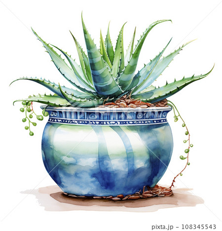 watercolor illustration of aloe in a flowerpot, pot on a white background 108345543