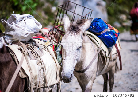 Donkey on the trail in Nepalese Himalayas 108345792
