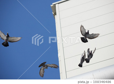 工場の屋根の上にいる鳩の飛ぶ様子 108346486