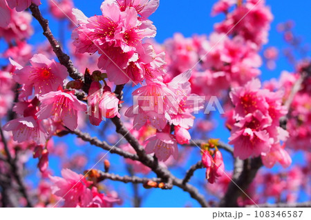 沖縄 寒緋桜 108346587