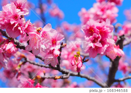 沖縄 寒緋桜 108346588