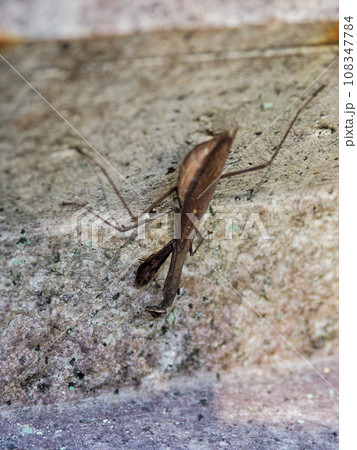 地上徘徊性カマキリ　カマキリ科コカマキリの褐色個体♀ 108347784