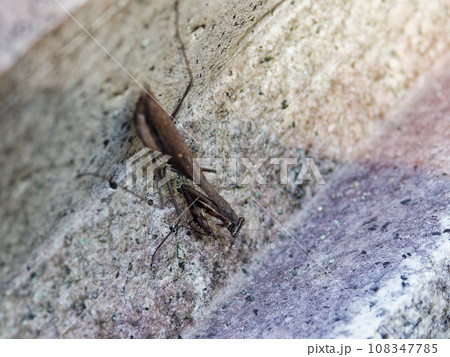 地上徘徊性カマキリ　カマキリ科コカマキリの褐色個体♀ 108347785