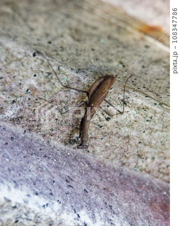 地上徘徊性カマキリ　カマキリ科コカマキリの褐色個体♀ 108347786