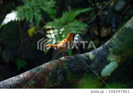 比地大滝のホントウアカヒゲ 108347861