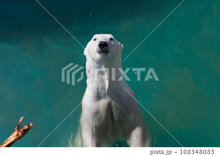 Polar bear swims in the sea Polar bear swims in the sea 108348083