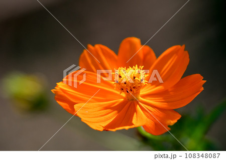 オレンジ色のコスモスの花をクローズアップ オレンジ色のコスモスの花をクローズアップ 108348087
