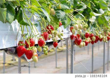 いちごの栽培農園 いちご狩り いちご畑 いちごの栽培農園 いちご狩り いちご畑 108348104