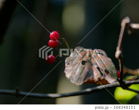 秋の恵み　ガマズミの赤い果実 108348151