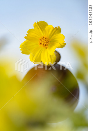 キバナコスモスの一輪挿し キバナコスモスの一輪挿し 108348188