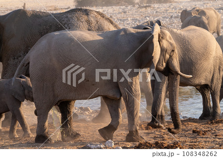 Bathing Elephants in Etosha 108348262