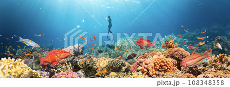 Underwater Tropical Corals Reef with colorful sea fish and freediver. Marine life sea world. Tropical colourful underwater panormatic seascape. 108348358
