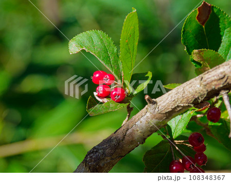 バラ科カマツカ属カマツカの赤い果実 108348367