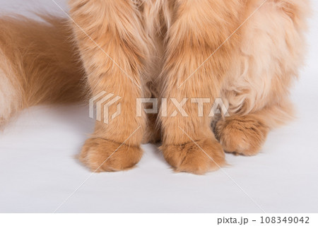 Close-up of a cat's paws on a white background. Red Persian cat Close-up of a cat's paws on a white background. Red Persian cat 108349042