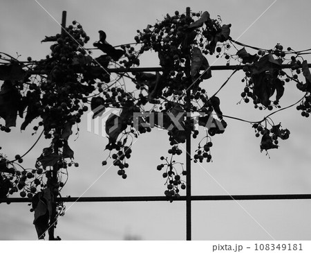 金網に絡まる秋の草 108349181