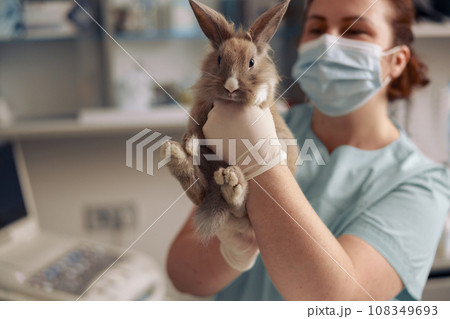 Professional veterinarian with mask and gloves holds funny grey rabbit in hospital 108349693
