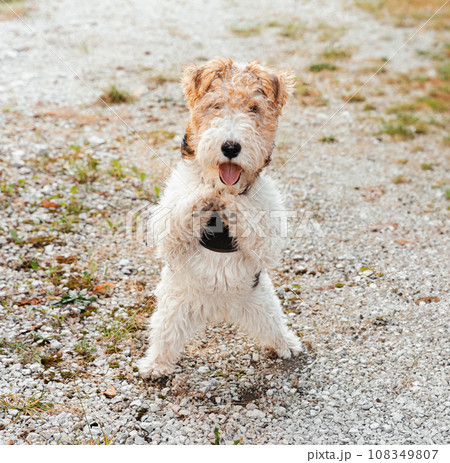 Portrait of a beautiful young Fox Terrier on a walk near the house 108349807