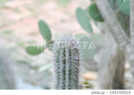 mammillaria ,mammillaria plumosa or cactus plant mammillaria ,mammillaria plumosa or cactus plant 108349828