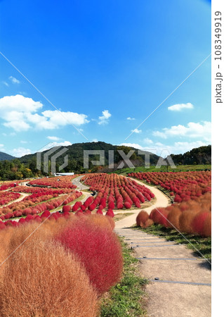 【香川県】秋の国営讃岐まんのう公園（紅葉したコキア） 108349919