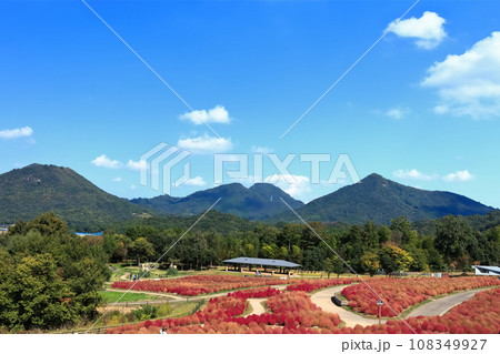【香川県】秋の国営讃岐まんのう公園(紅葉したコキア) 【香川県】秋の国営讃岐まんのう公園(紅葉したコキア) 108349927