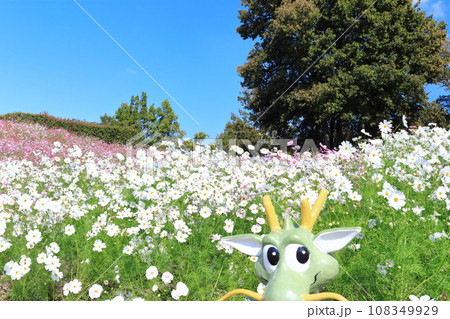 【香川県】秋の国営讃岐まんのう公園（コスモス） 108349929