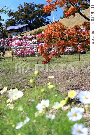 【香川県】秋の国営讃岐まんのう公園(コスモスとモミジ) 【香川県】秋の国営讃岐まんのう公園(コスモスとモミジ) 108349931