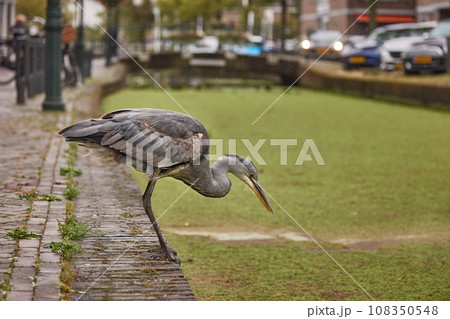 Grey heron in a Dutch town Grey heron in a Dutch town 108350548